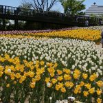 新潟ふるさと村 チューリップウィーク2019